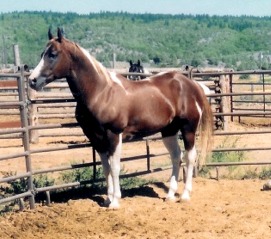 RK Tuff Guy - American Paint Horse